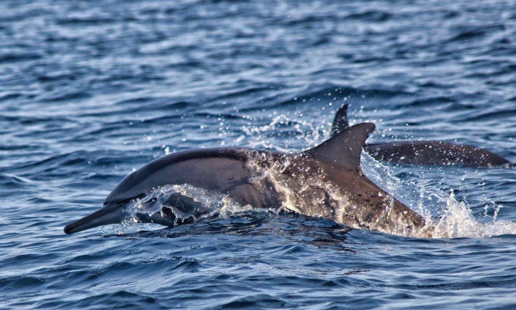 Captain Jack’s Kiawah Sailing & Dolphin Watching